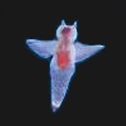 Clione